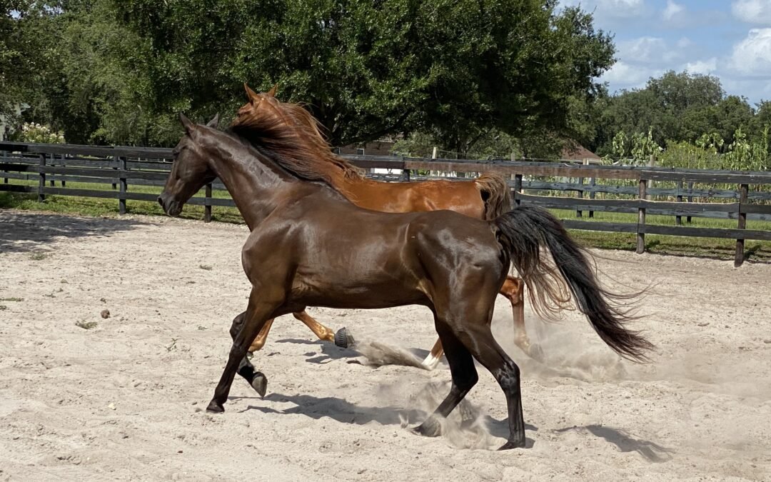 American Saddlebreds vs. Morgans vs. Hackneys: What Makes Each Breed Special