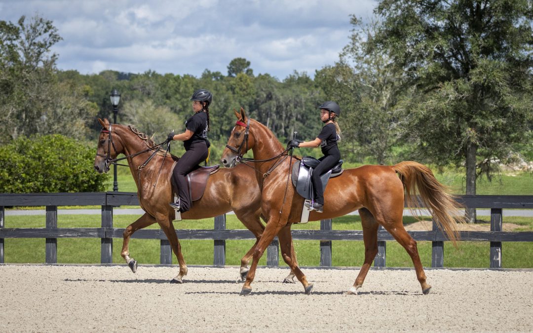 Horseback Riding Lessons for Beginners: Is It Ever Too Late to Start?
